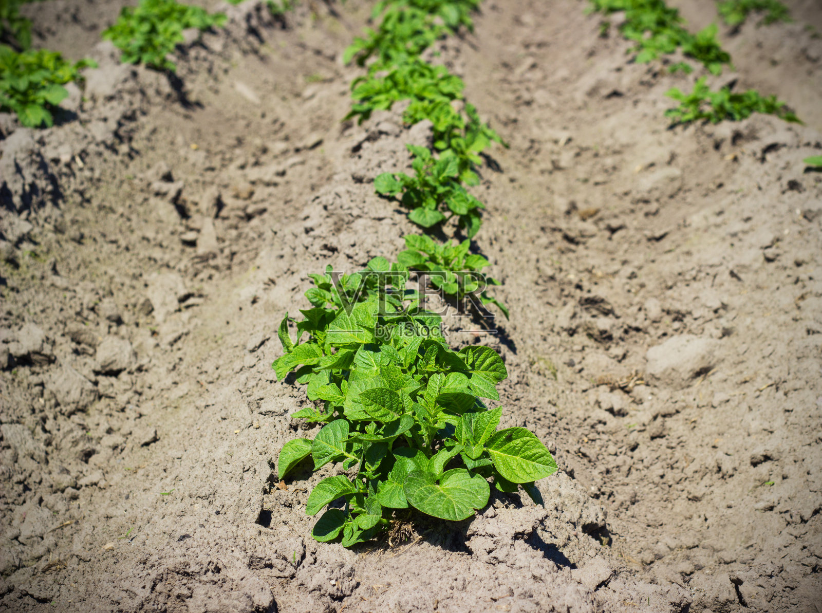 农田上已经出现了一颗嫩芽照片摄影图片