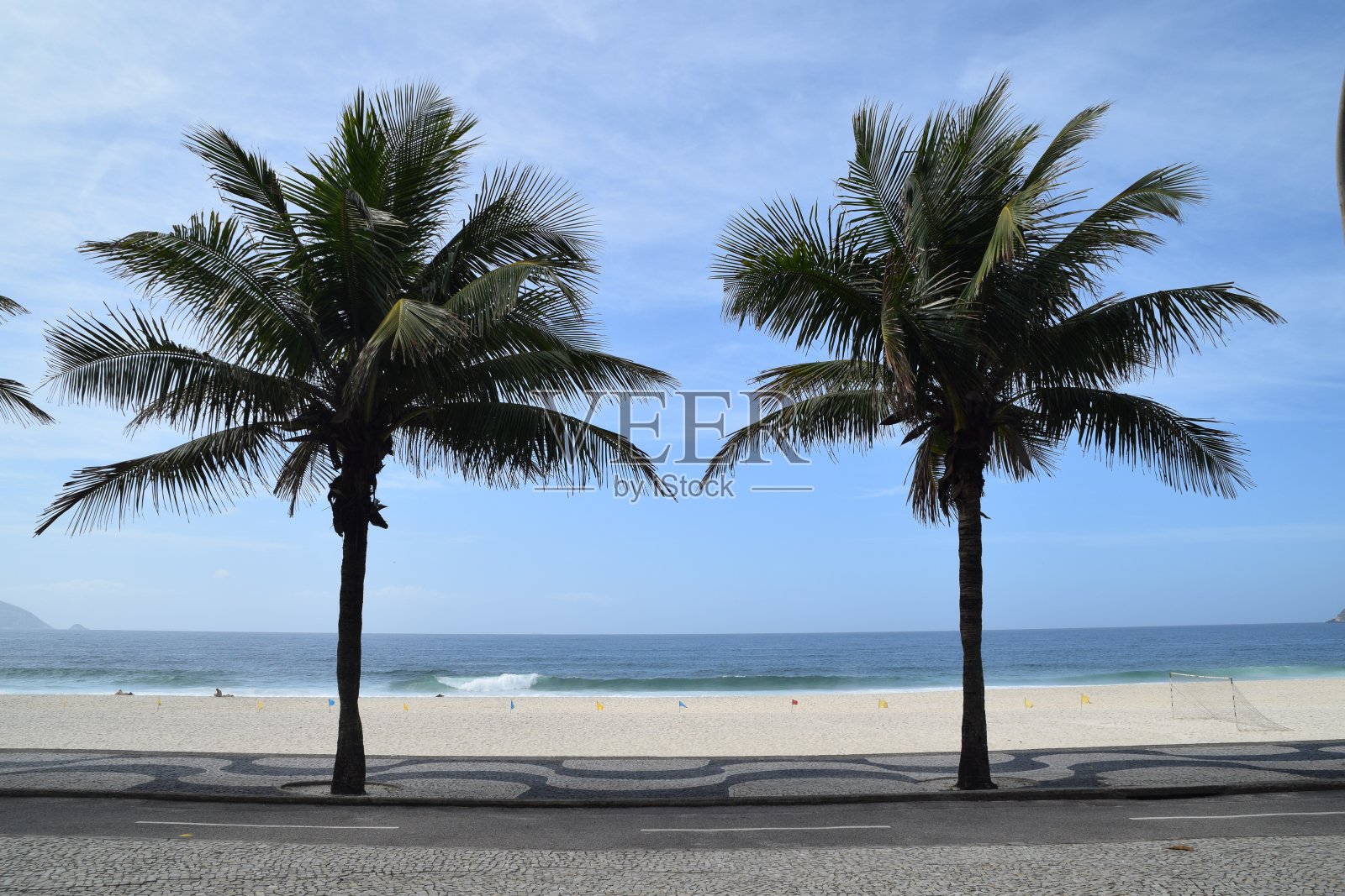 棕榈树对照片摄影图片