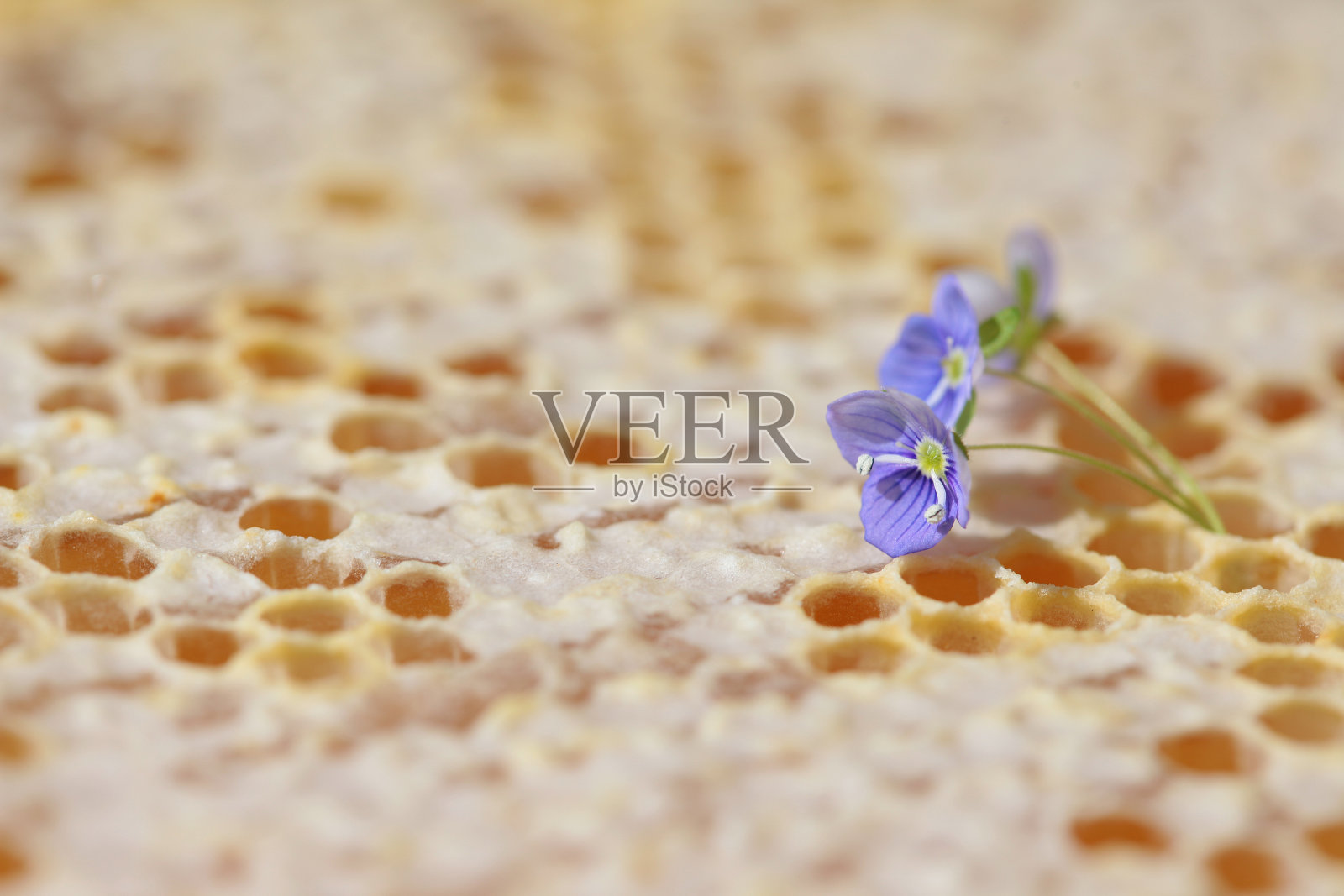 蜂巢是空的,充满了蜂蜜照片摄影图片