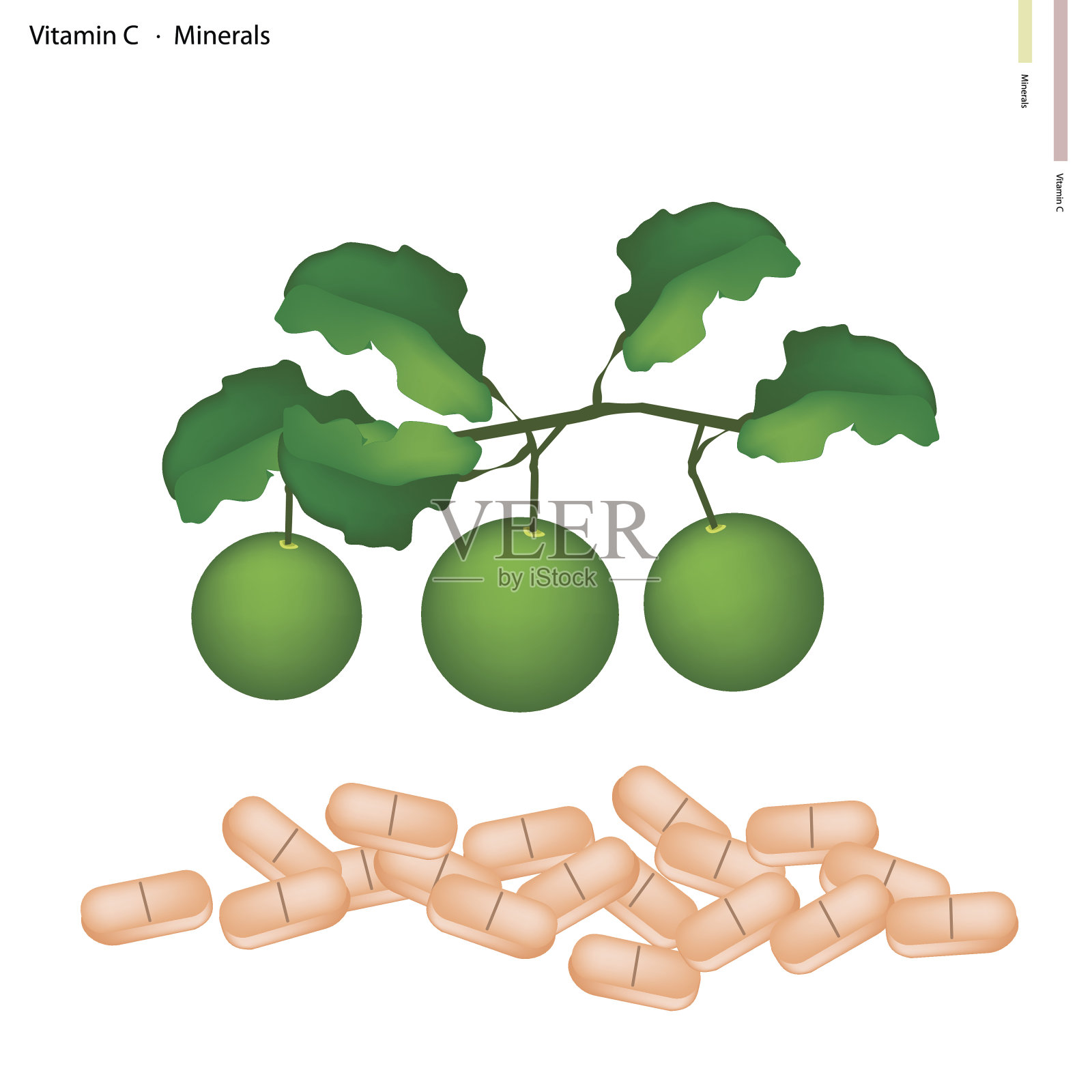 新鲜酸橙含有维生素C和矿物质插画图片素材