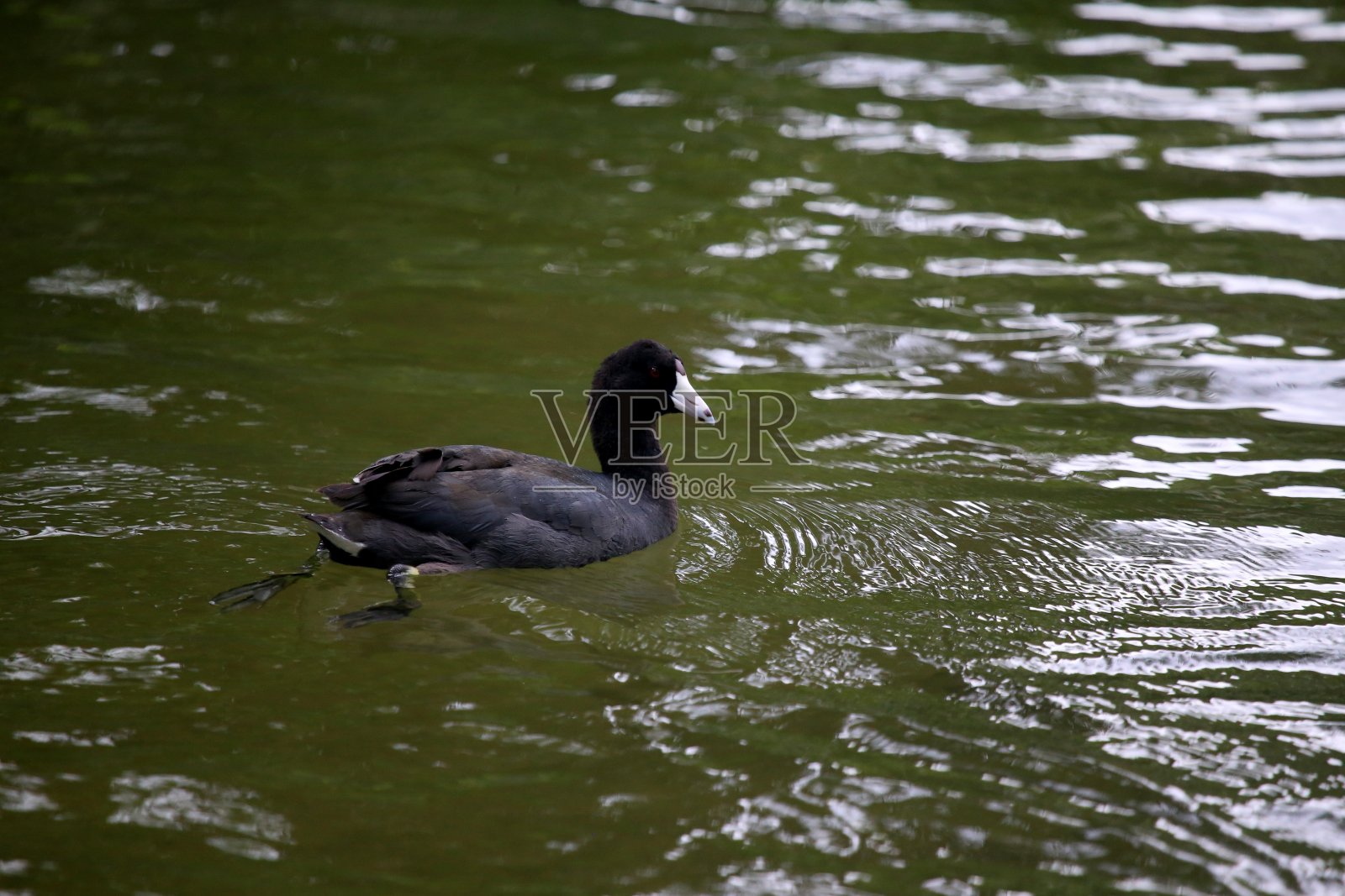 美国的傻瓜照片摄影图片