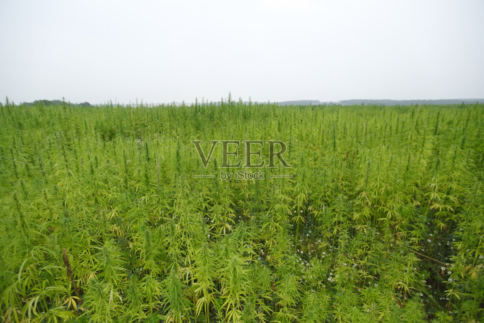 麻场照片摄影图片