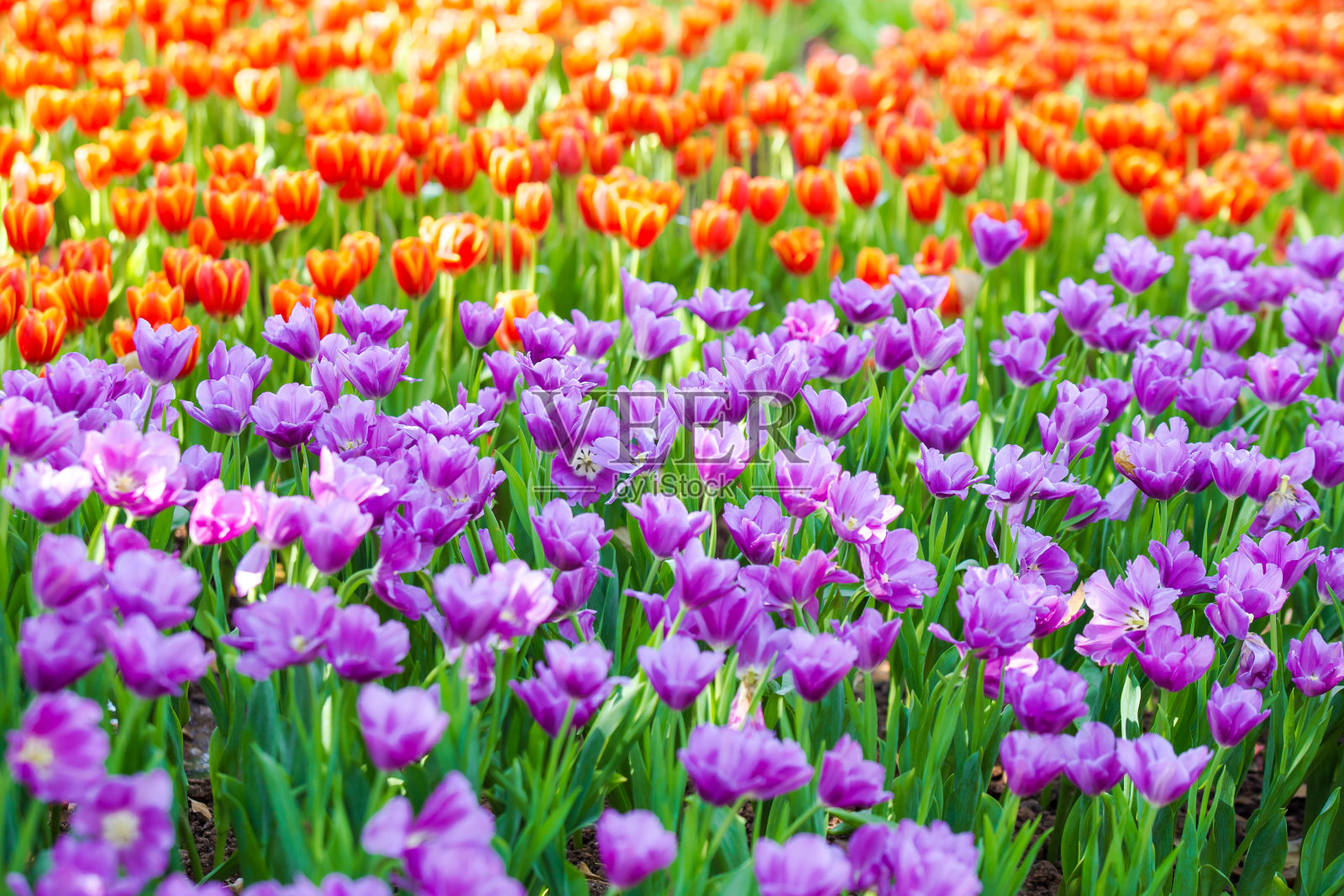 一大片田野里盛开的郁金香。照片摄影图片