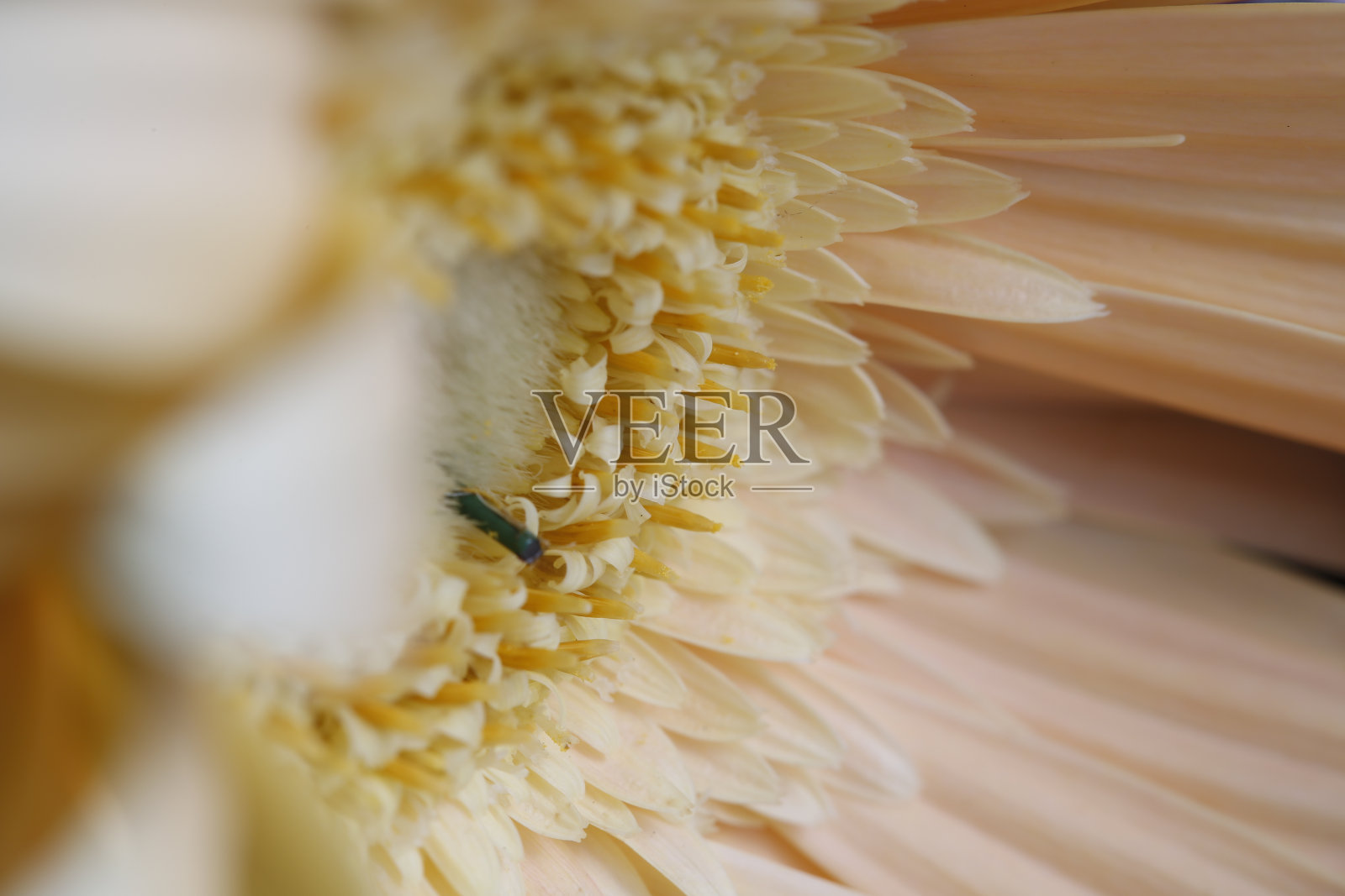 黄花在宏观纹理上依旧照片摄影图片