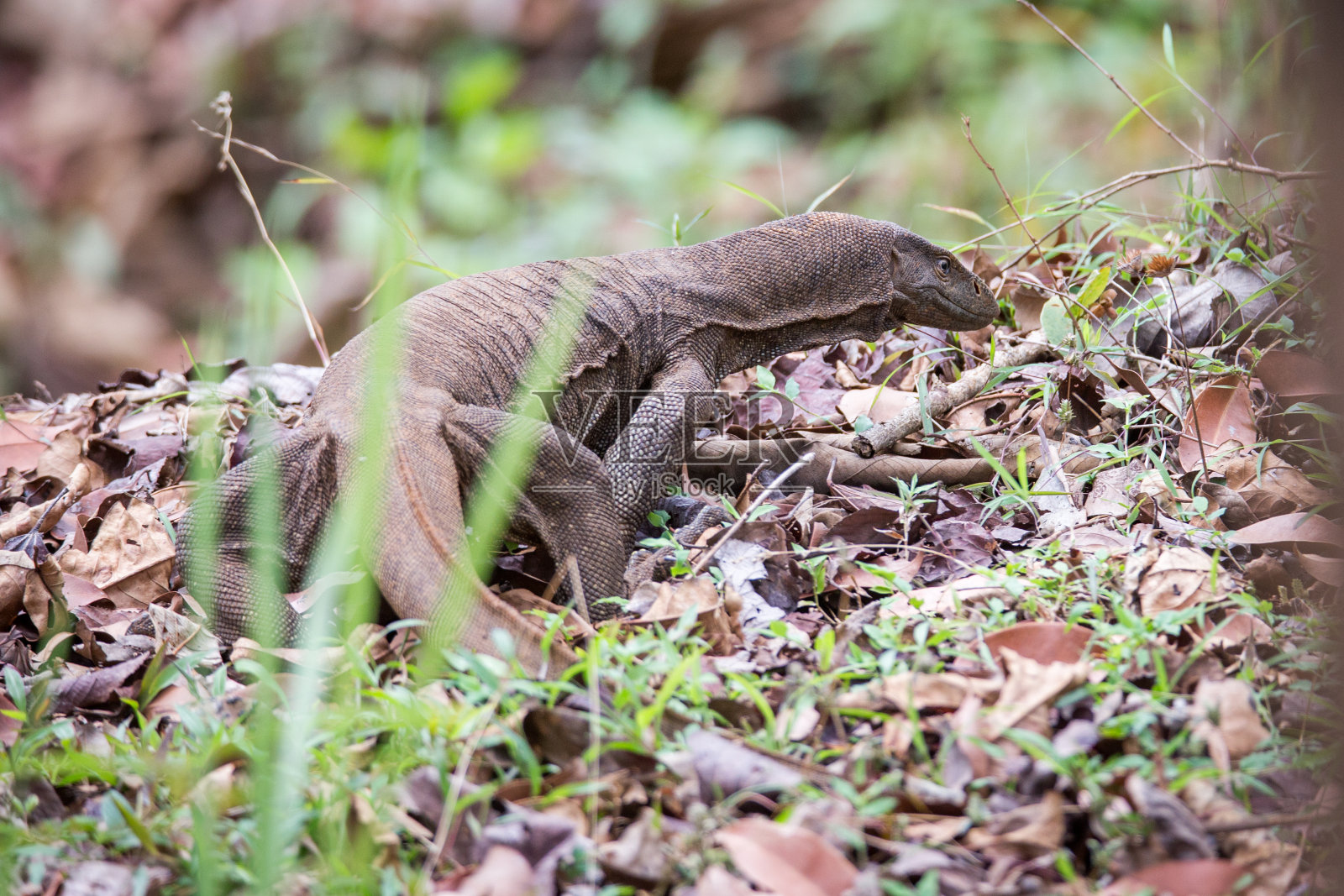 监视潜伏在森林里的蜥蜴照片摄影图片