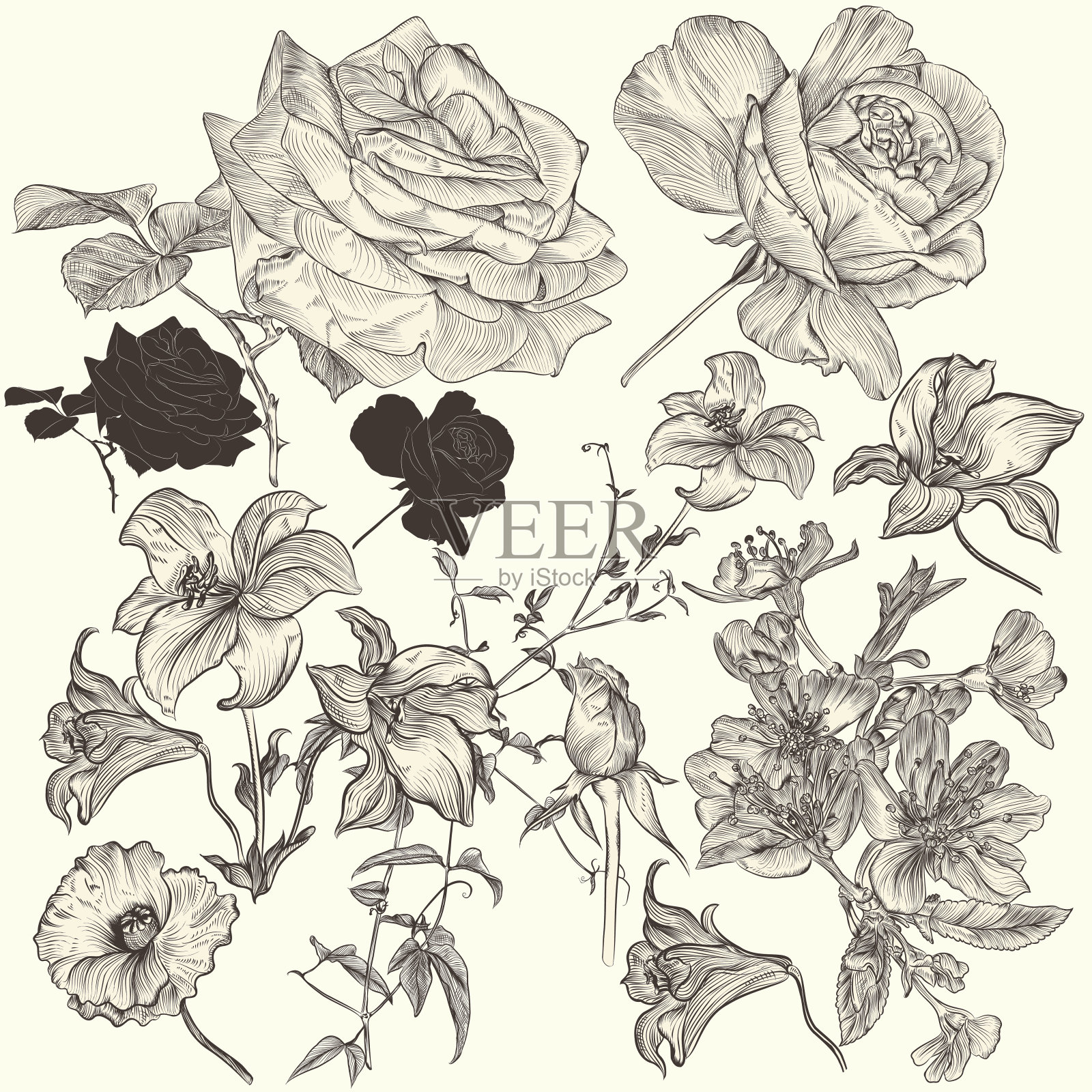 收集手绘详细的花的设计插画图片素材