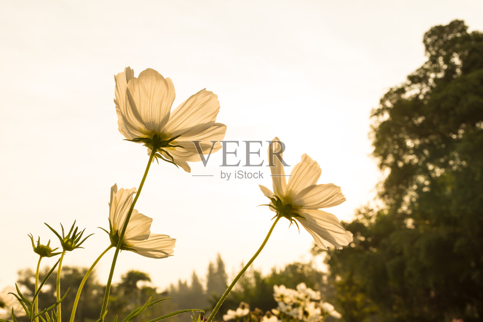 宇宙白色花照片摄影图片