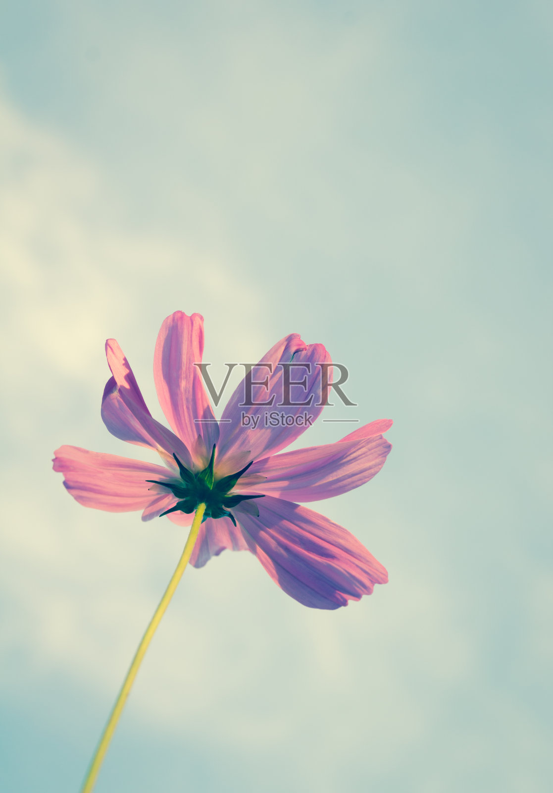 宇宙的花照片摄影图片