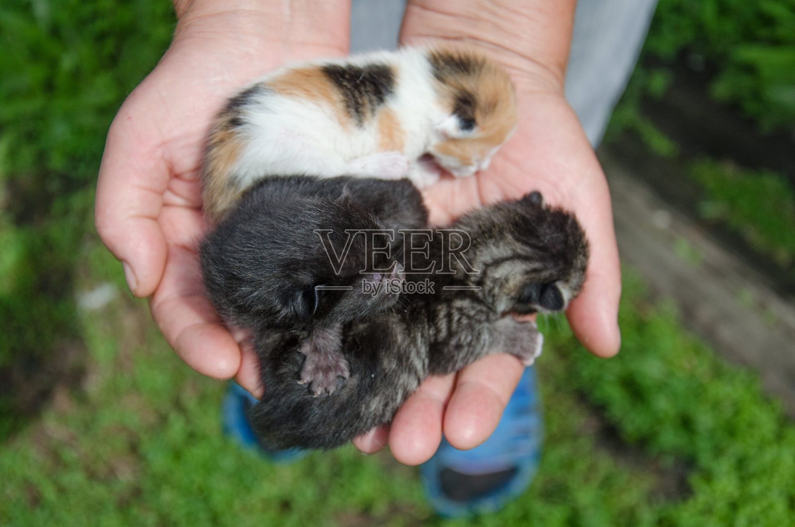 刚出生的小猫照片摄影图片