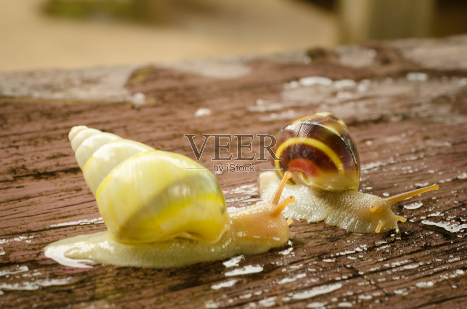 白色的小蜗牛照片摄影图片