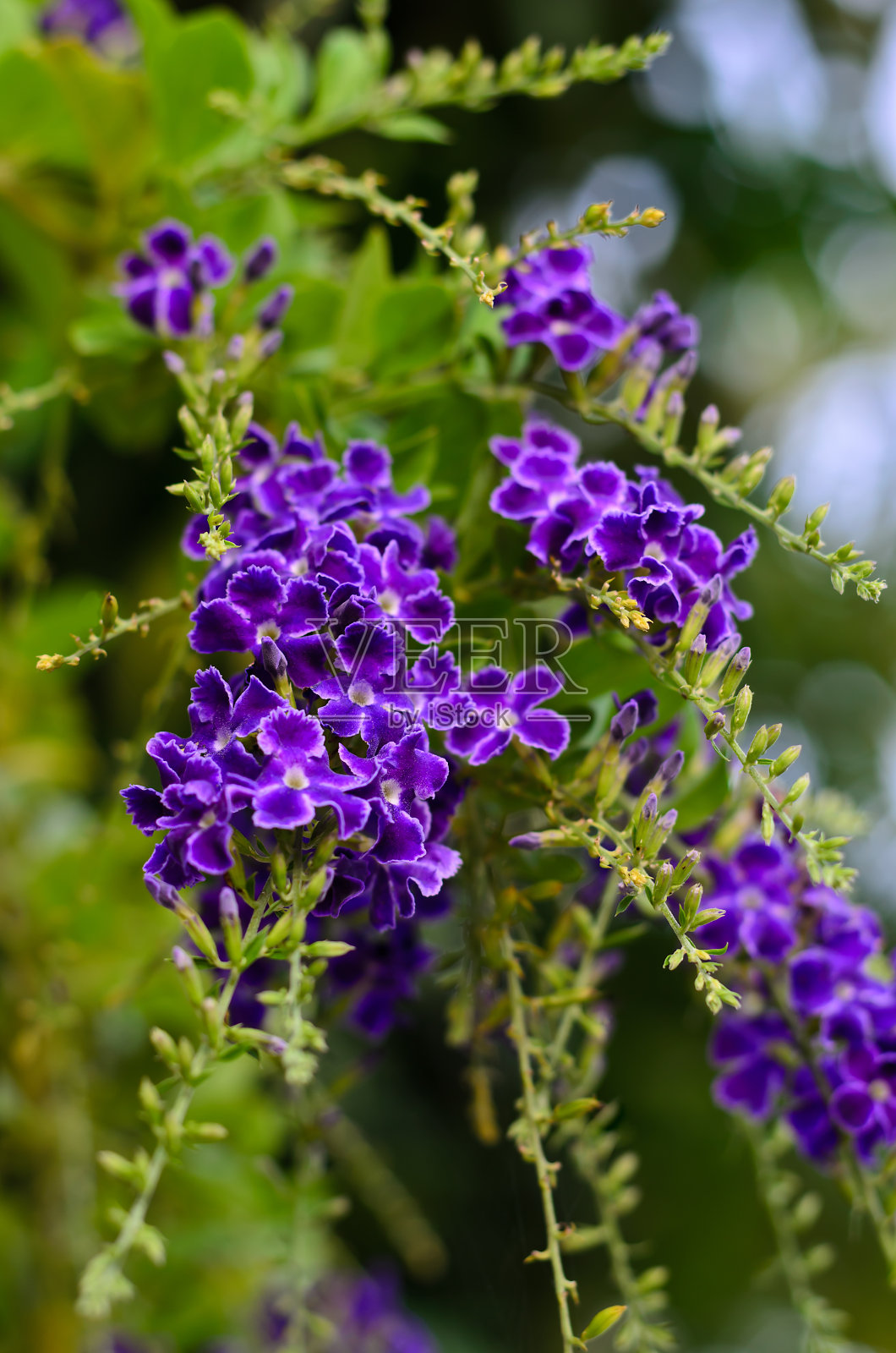 金色露珠,鸽子莓,天空花照片摄影图片