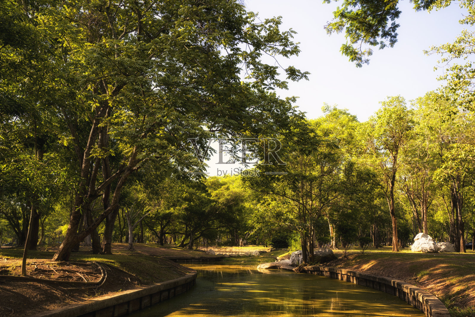城市公园里的绿树照片摄影图片