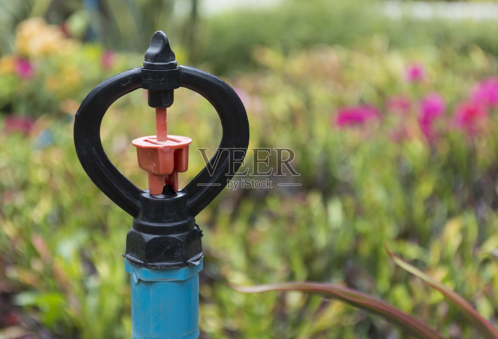 花园里的洒水器照片摄影图片