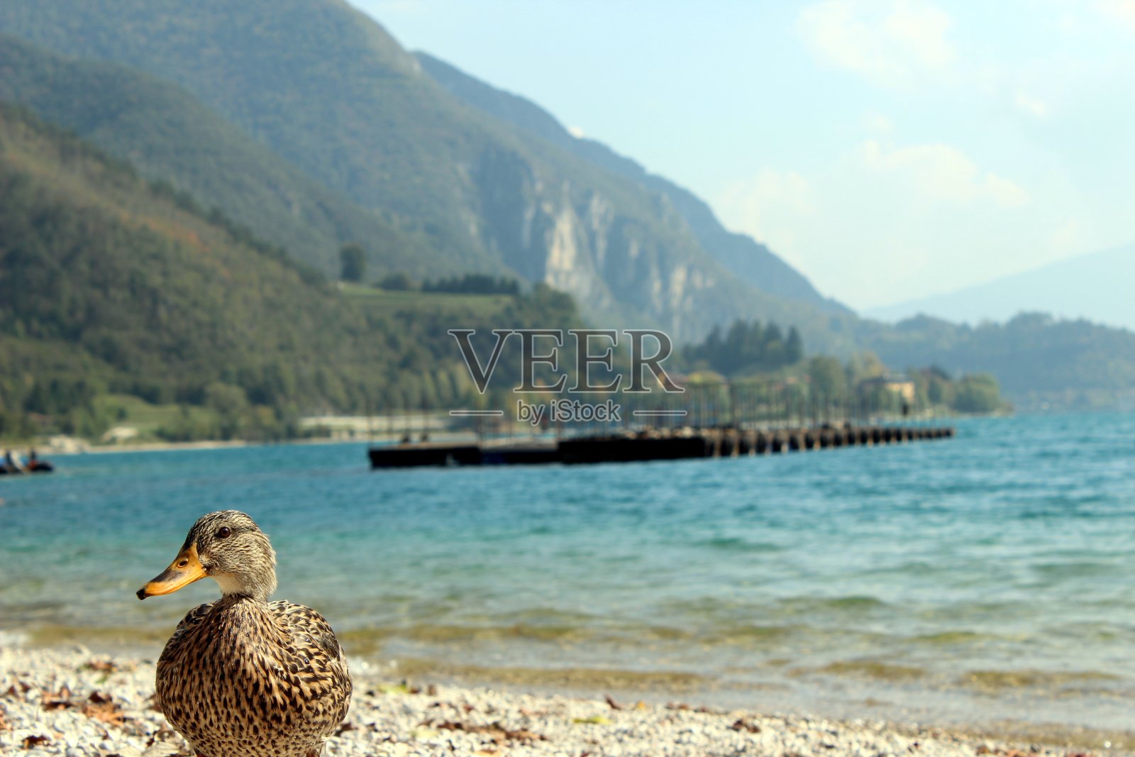 鸭照片摄影图片