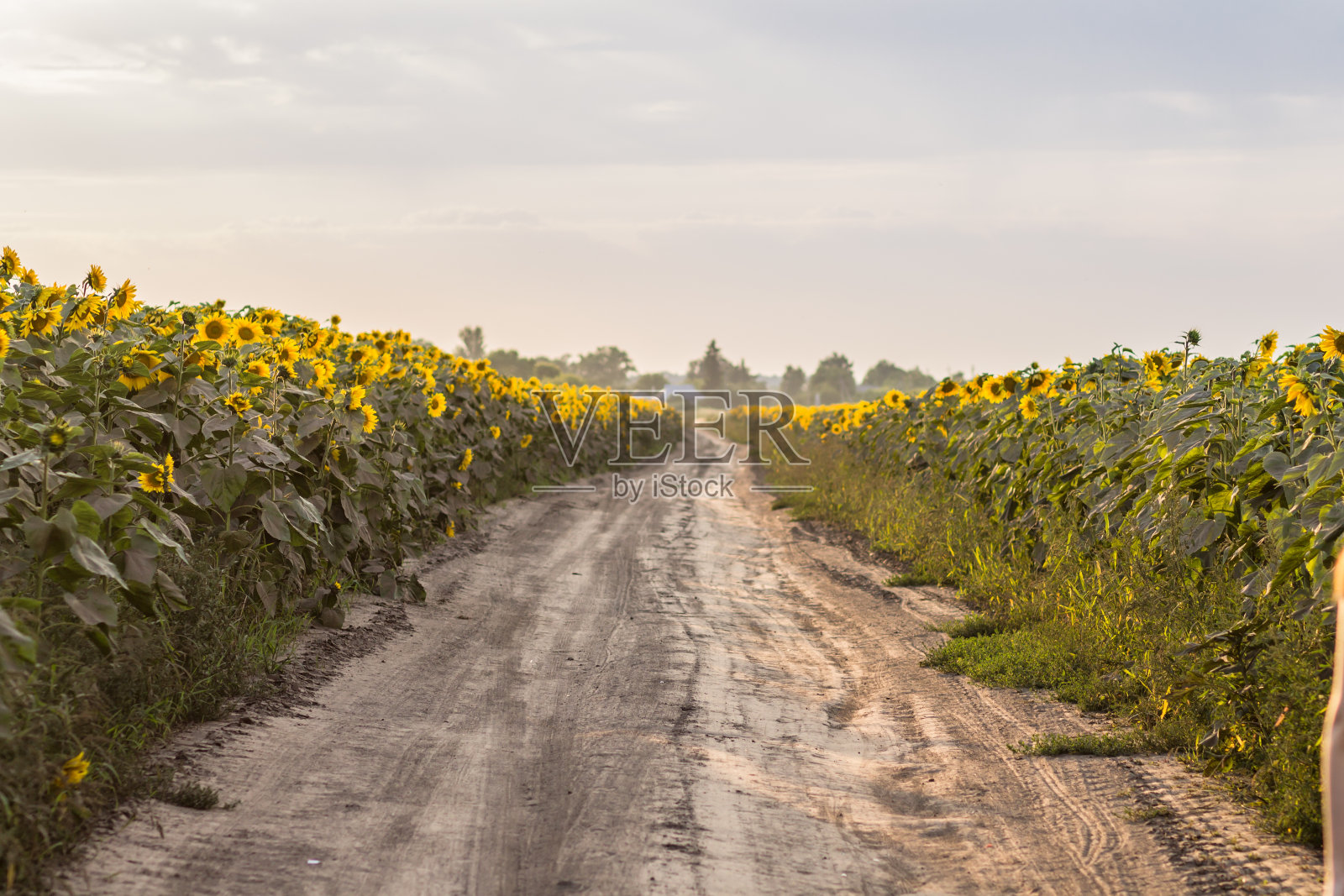 向日葵田上的乡间小路照片摄影图片