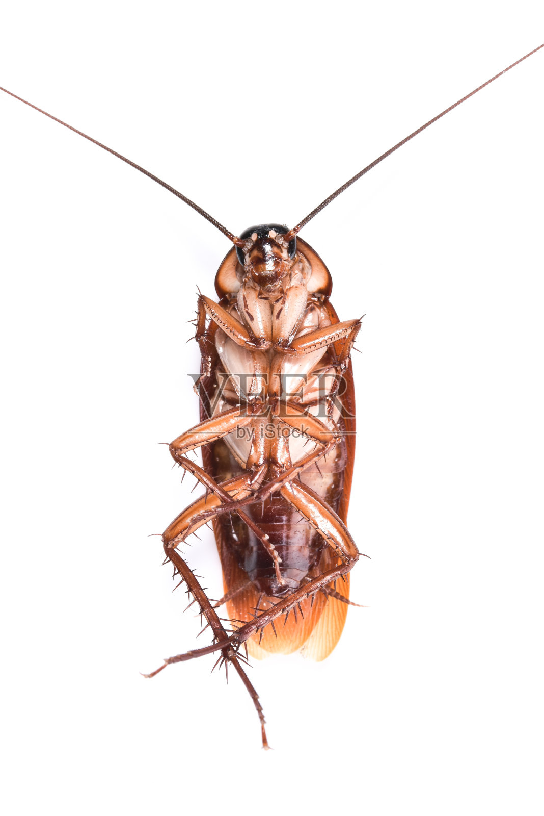 白底蟑螂照片摄影图片