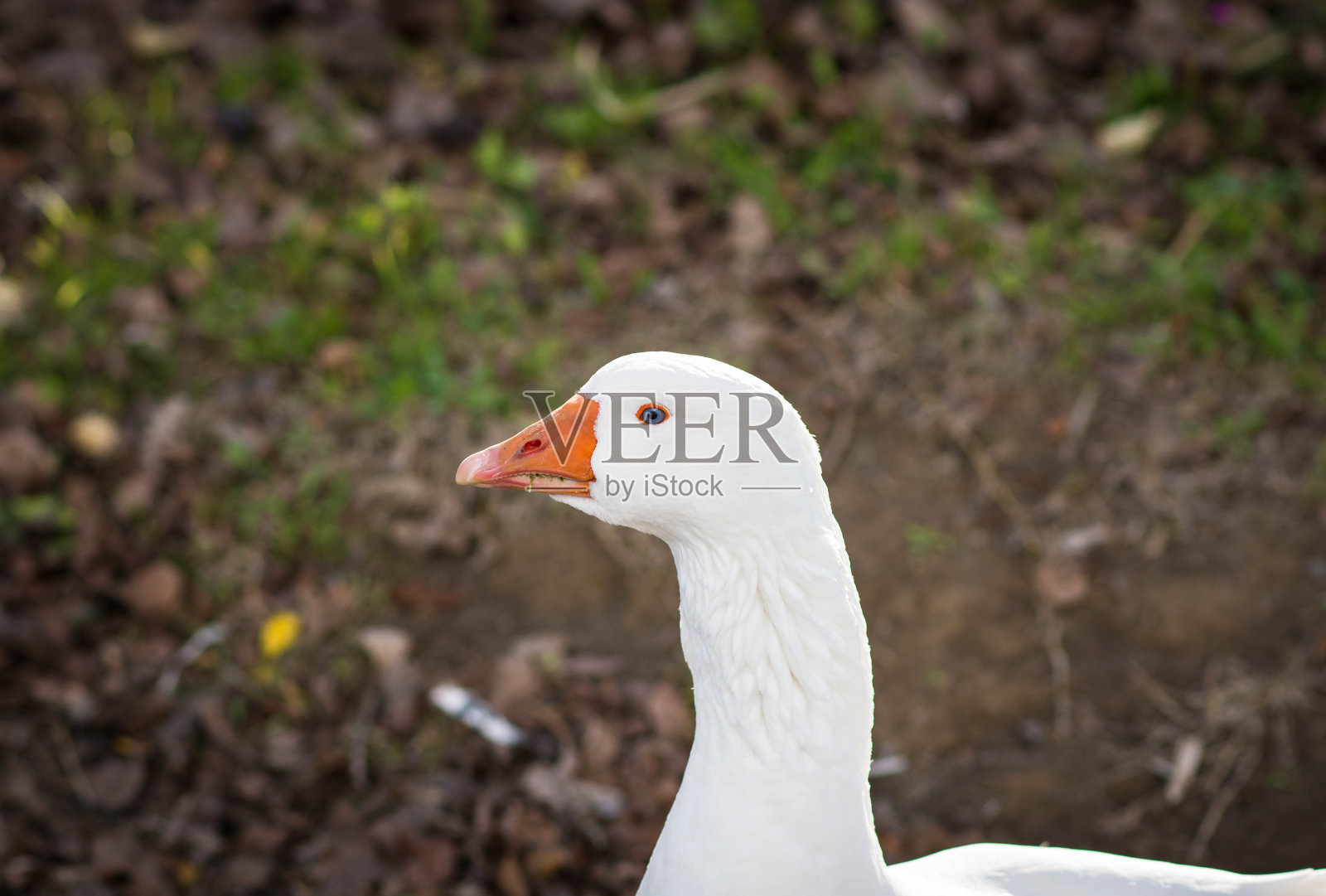 鹅,布拉恰诺湖,意大利罗马照片摄影图片