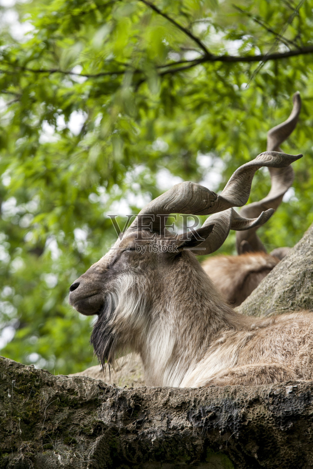 马可尔躺在岩石上照片摄影图片