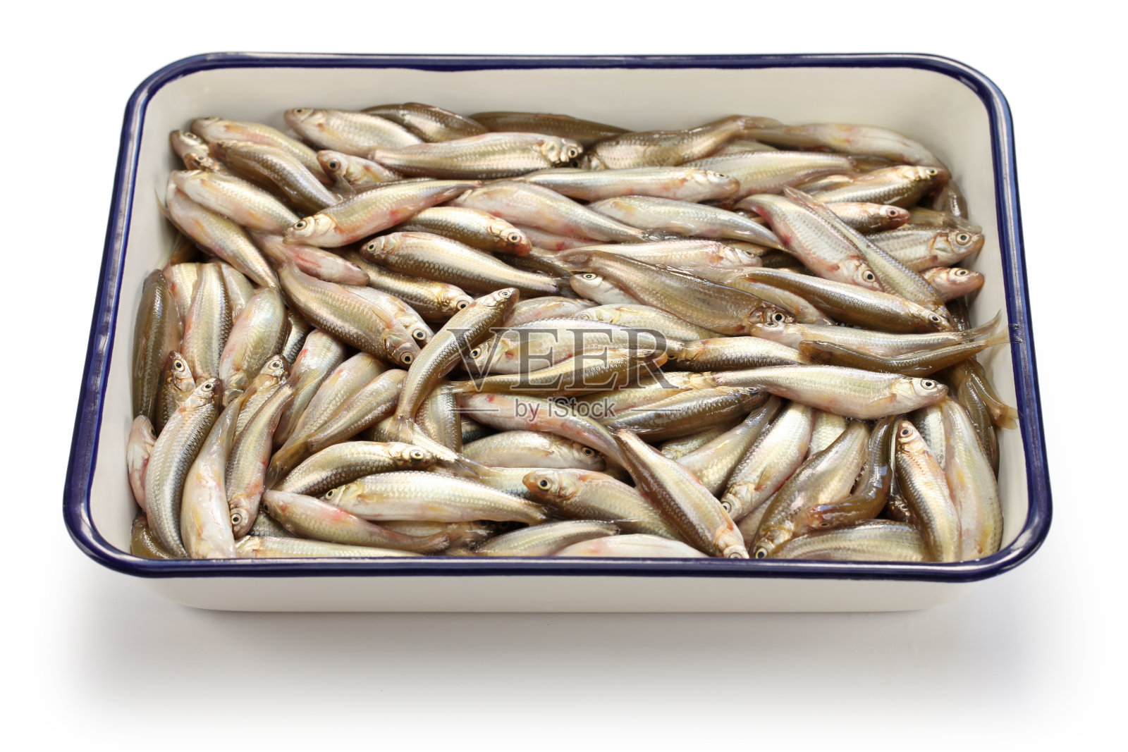 Honmoroko,日本柳树膏照片摄影图片