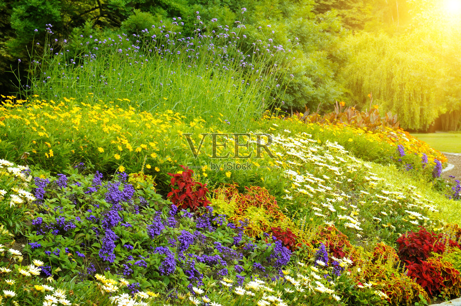 明亮的花园鲜花照片摄影图片