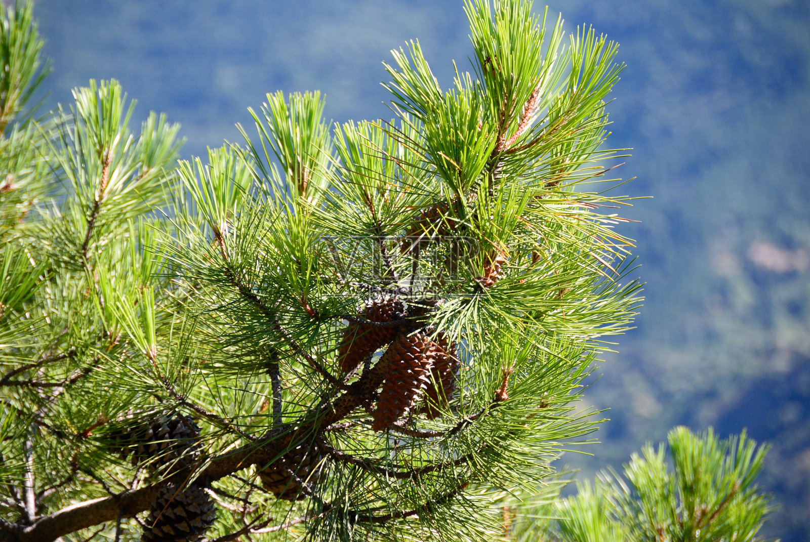 黑松和菠萝照片摄影图片
