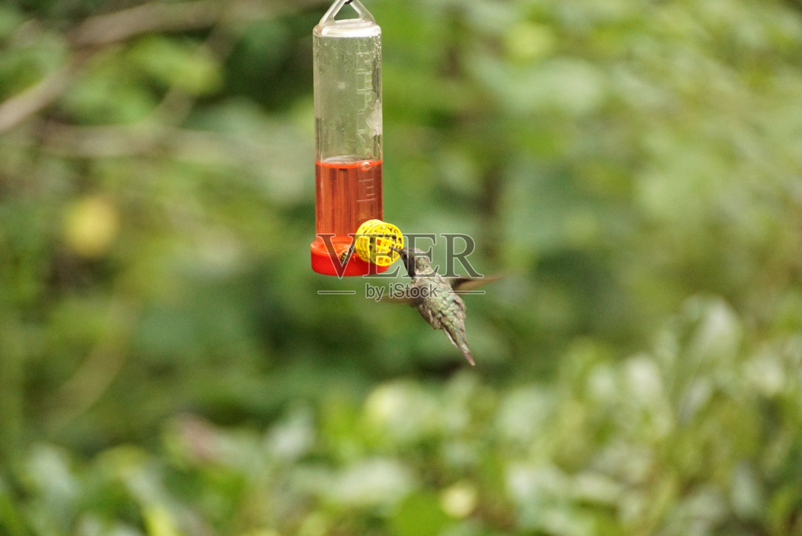 雀鸟喝照片摄影图片