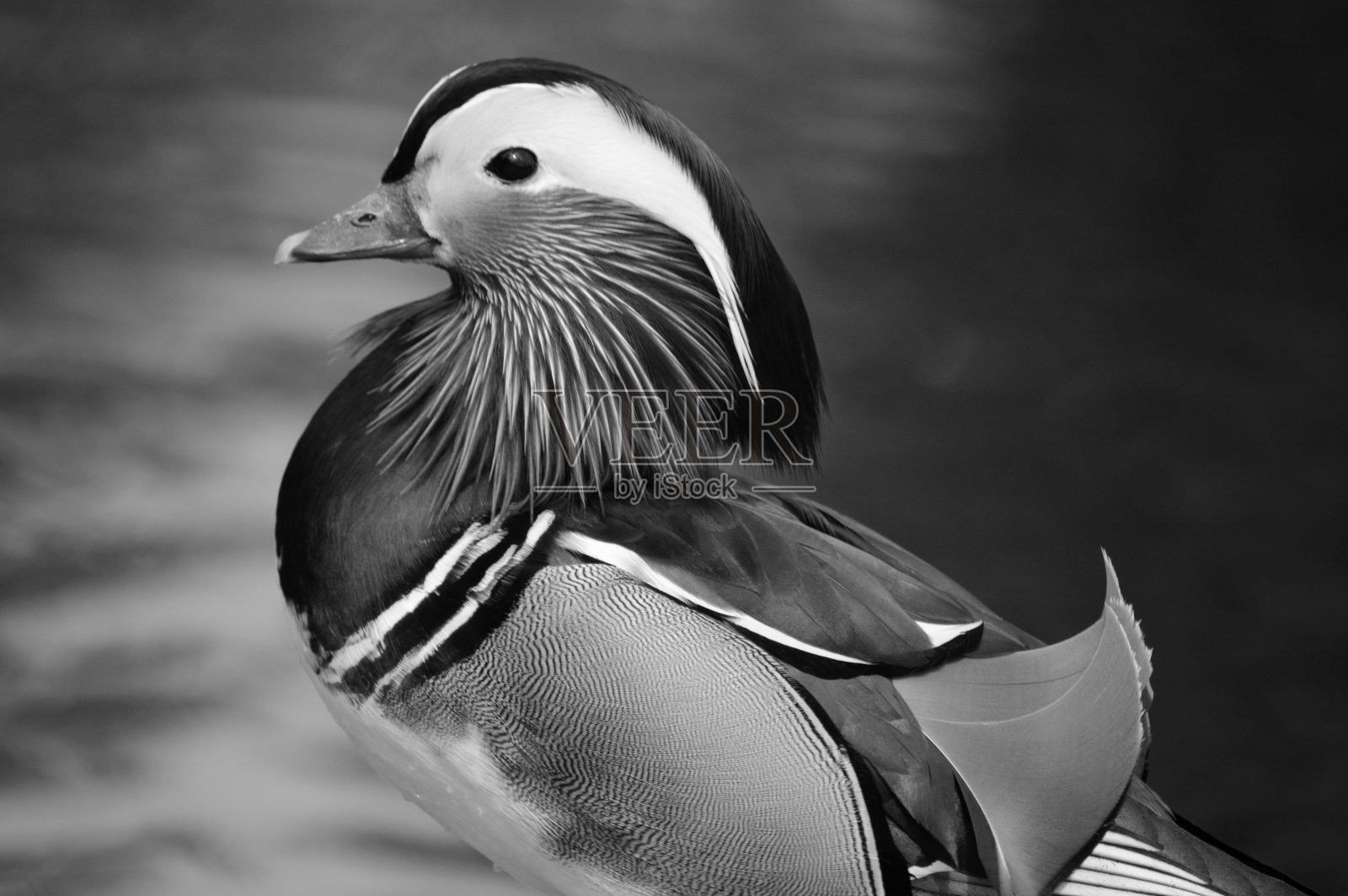 近距离观察一只鸳鸯- Aix galericulata照片摄影图片
