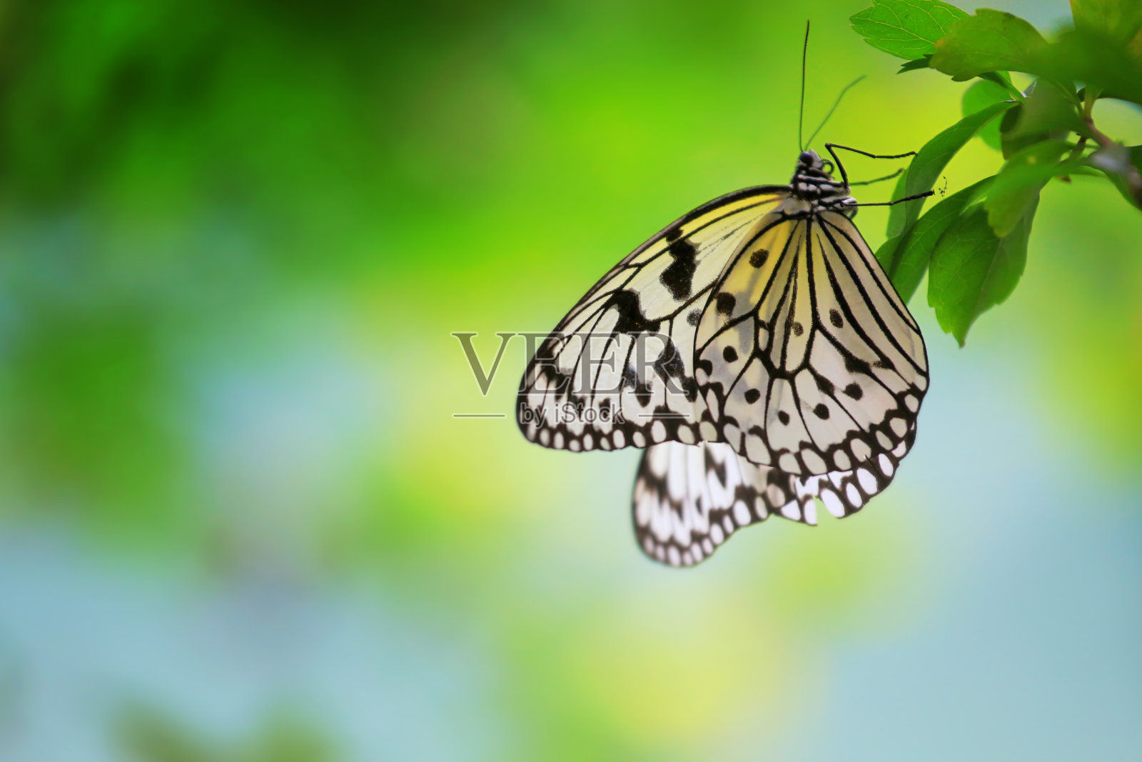 挂照片摄影图片