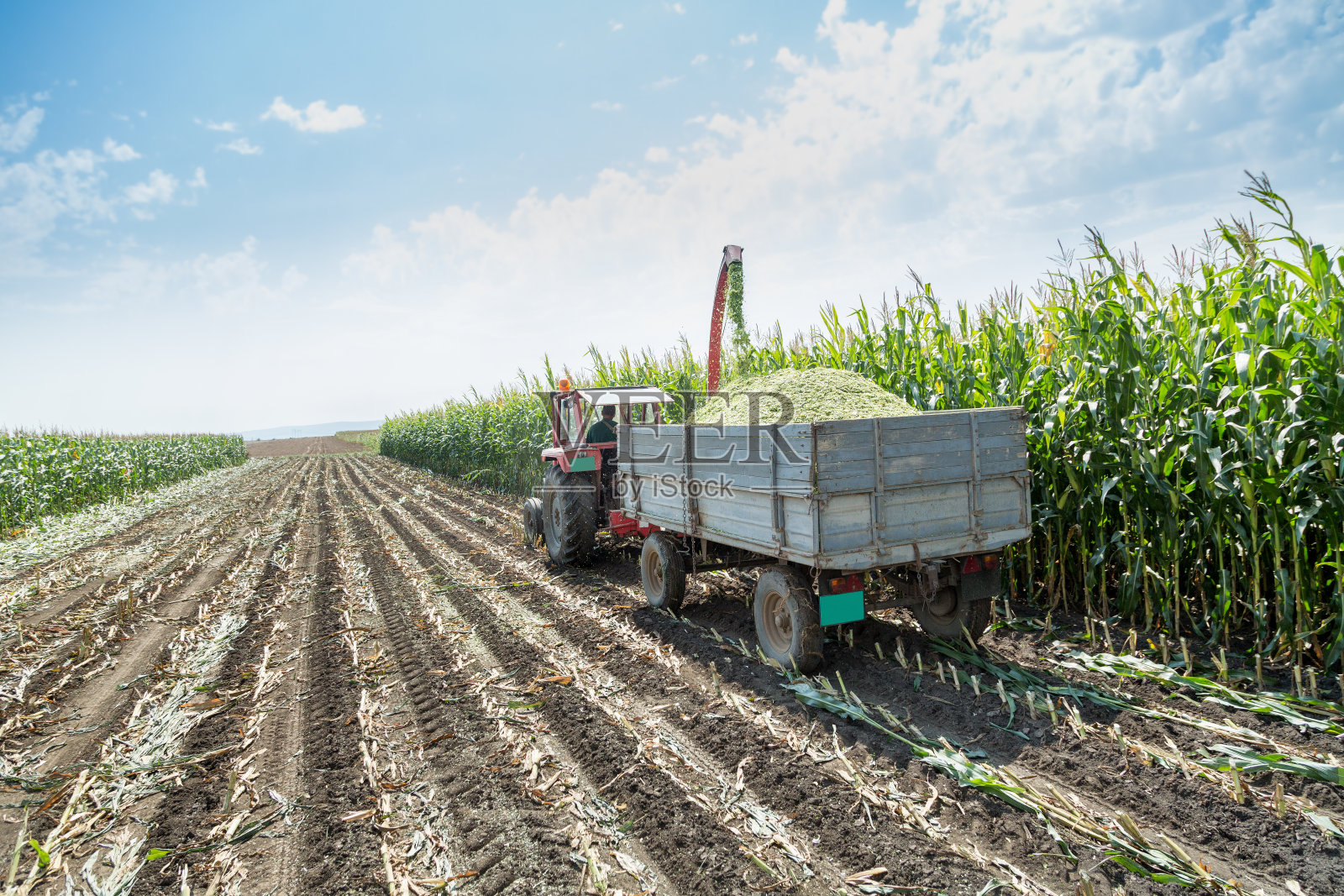 青贮玉米收获照片摄影图片