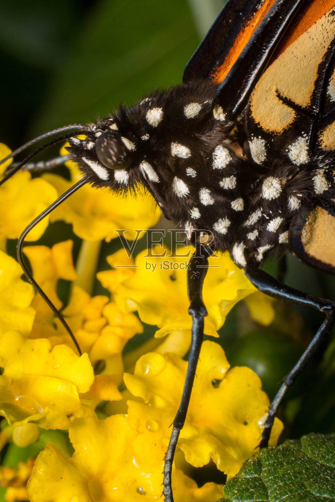 特写镜头黑脉金斑蝶照片摄影图片