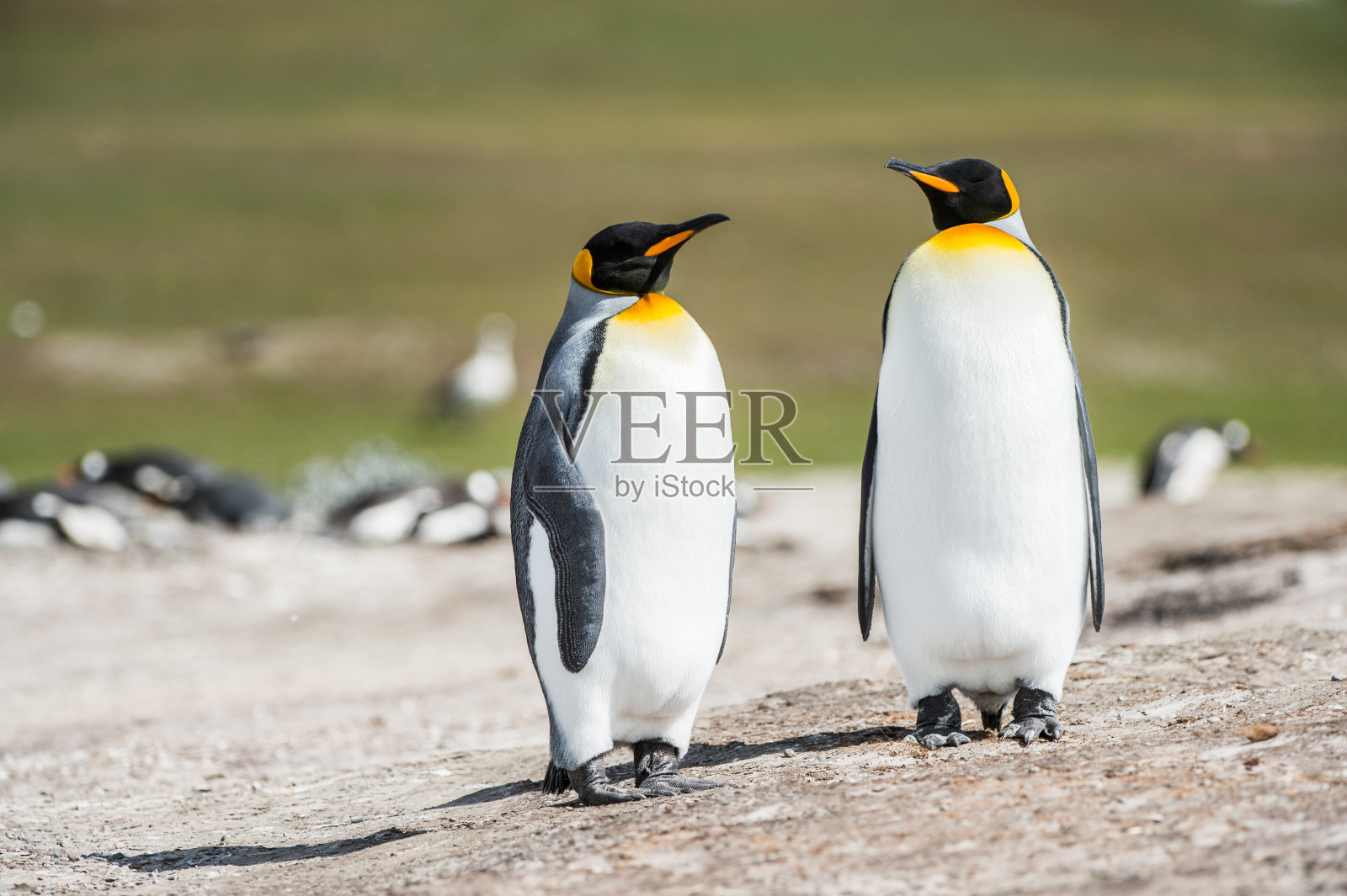 企鹅在南极照片摄影图片