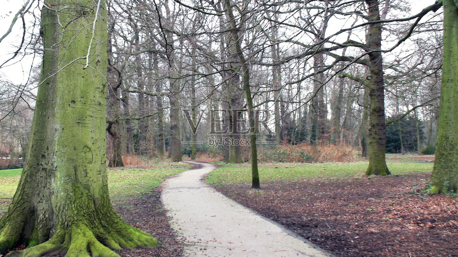 干燥的森林照片摄影图片