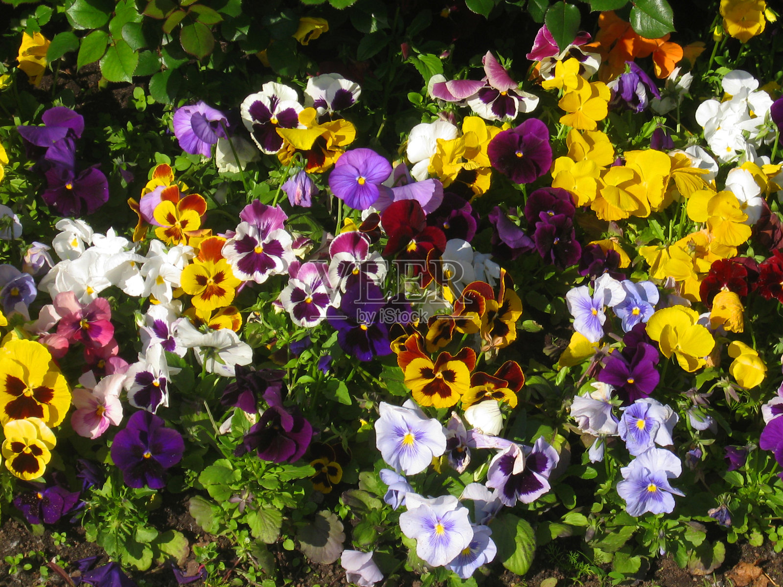 潘西斯 (维奥拉三色)照片摄影图片