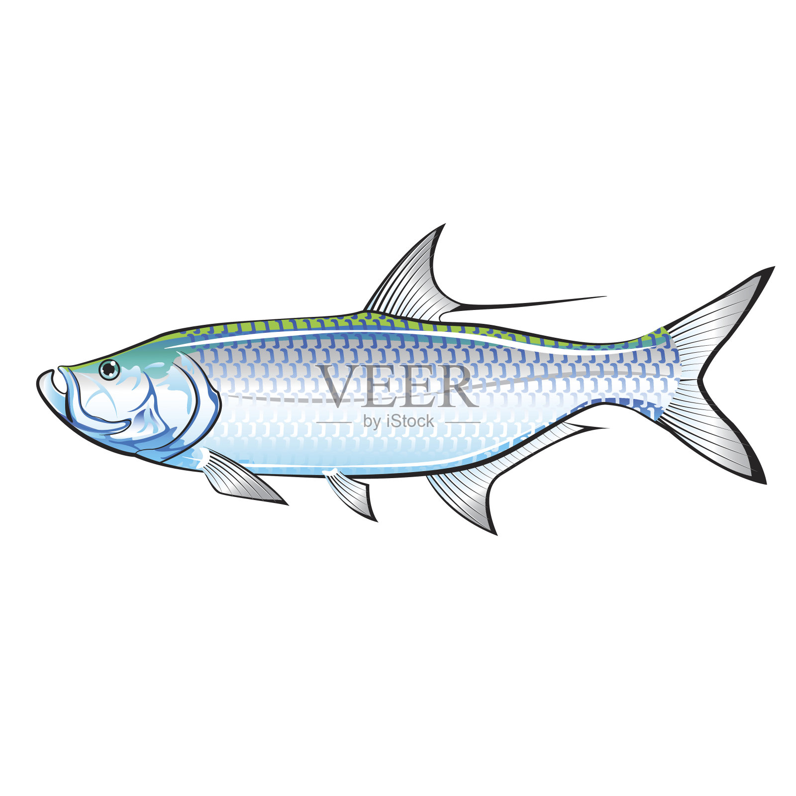 大海鲢海洋游钓鱼矢量插图插画图片素材