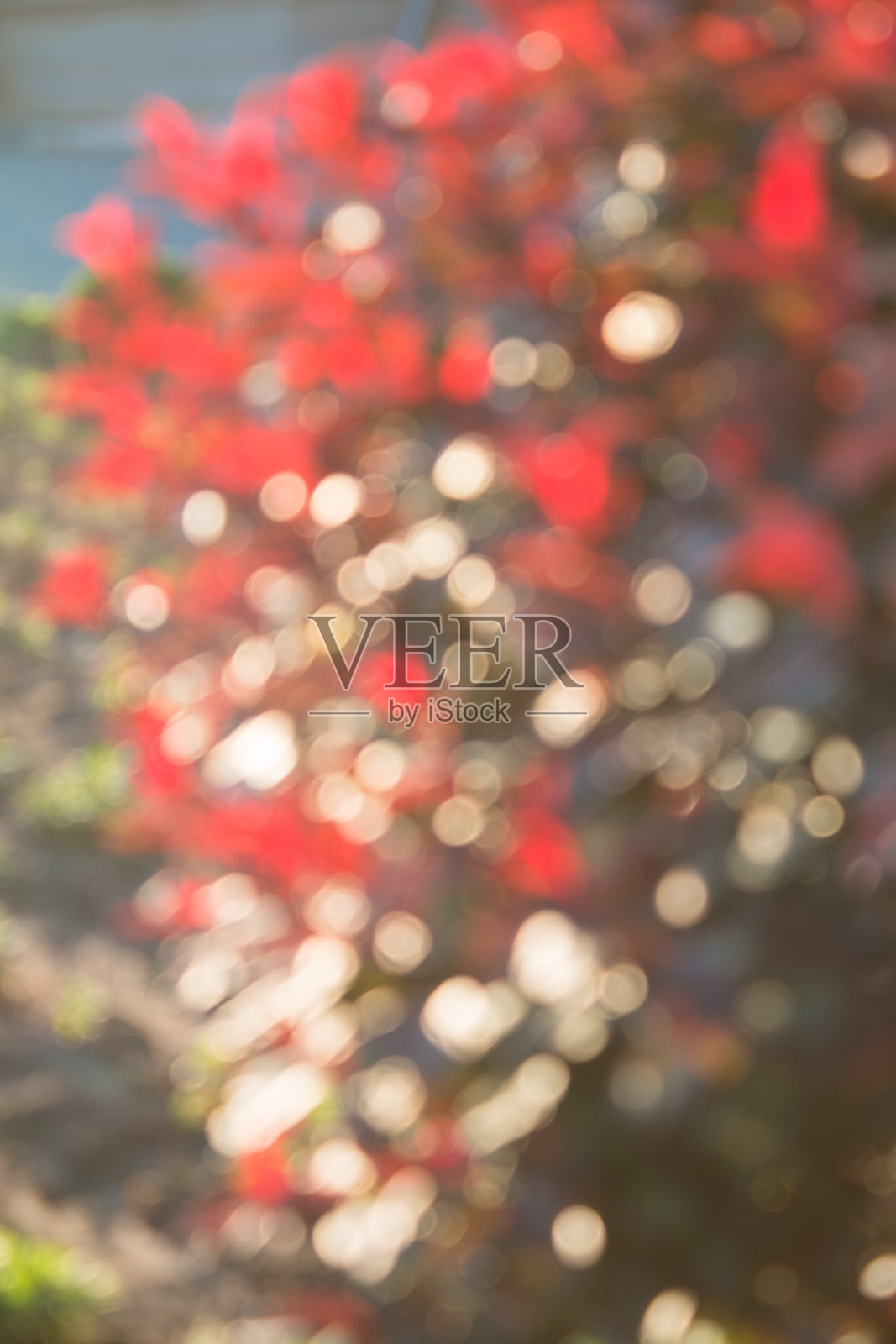 模糊的红色的叶子照片摄影图片