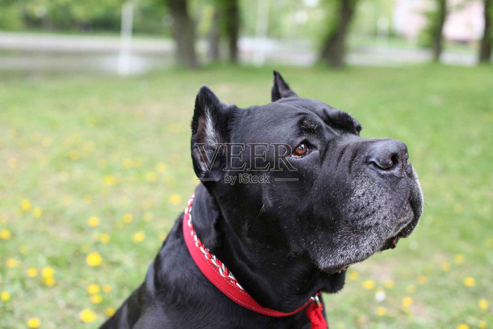 狗正在进行照片摄影图片