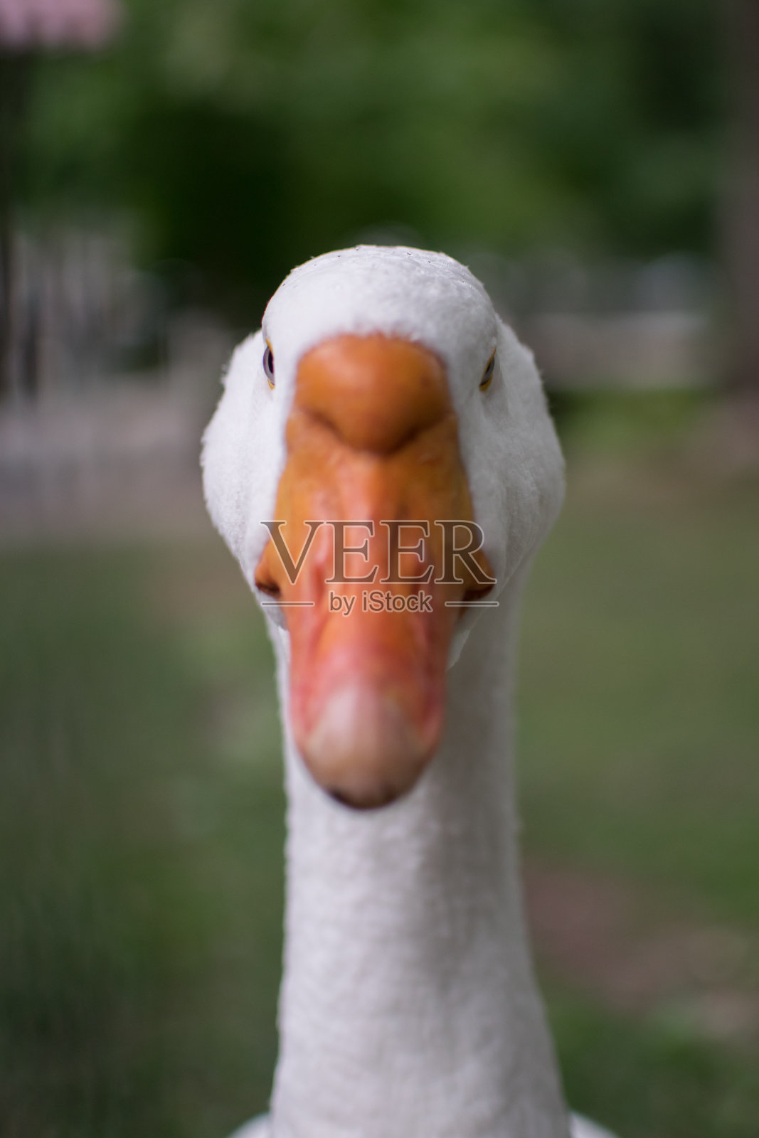 鹅照片摄影图片