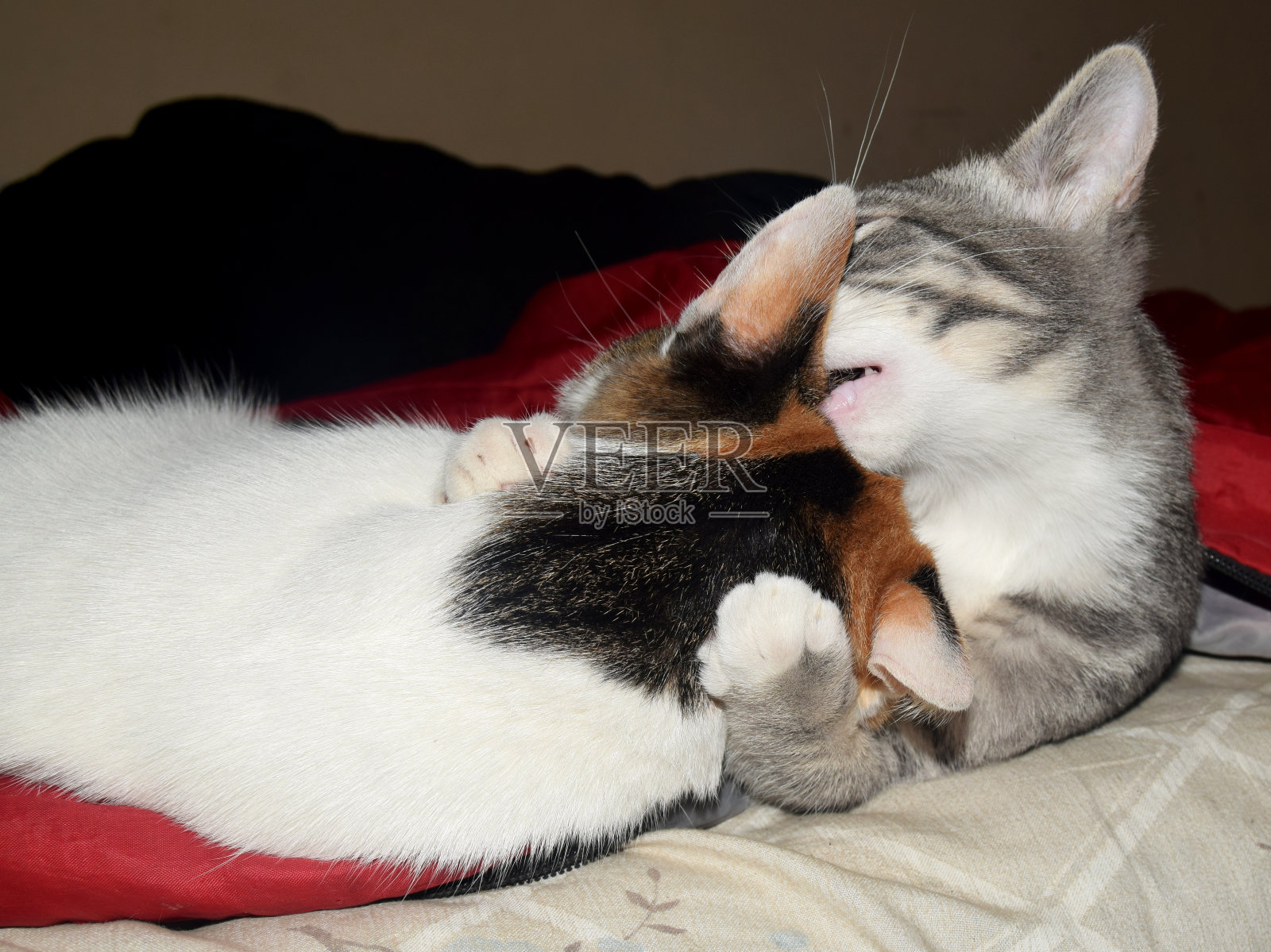 猫的拥抱照片摄影图片