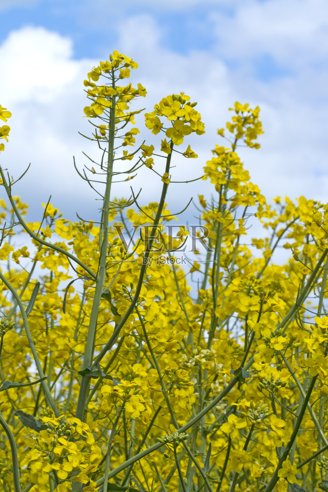 盛开的油菜照片摄影图片