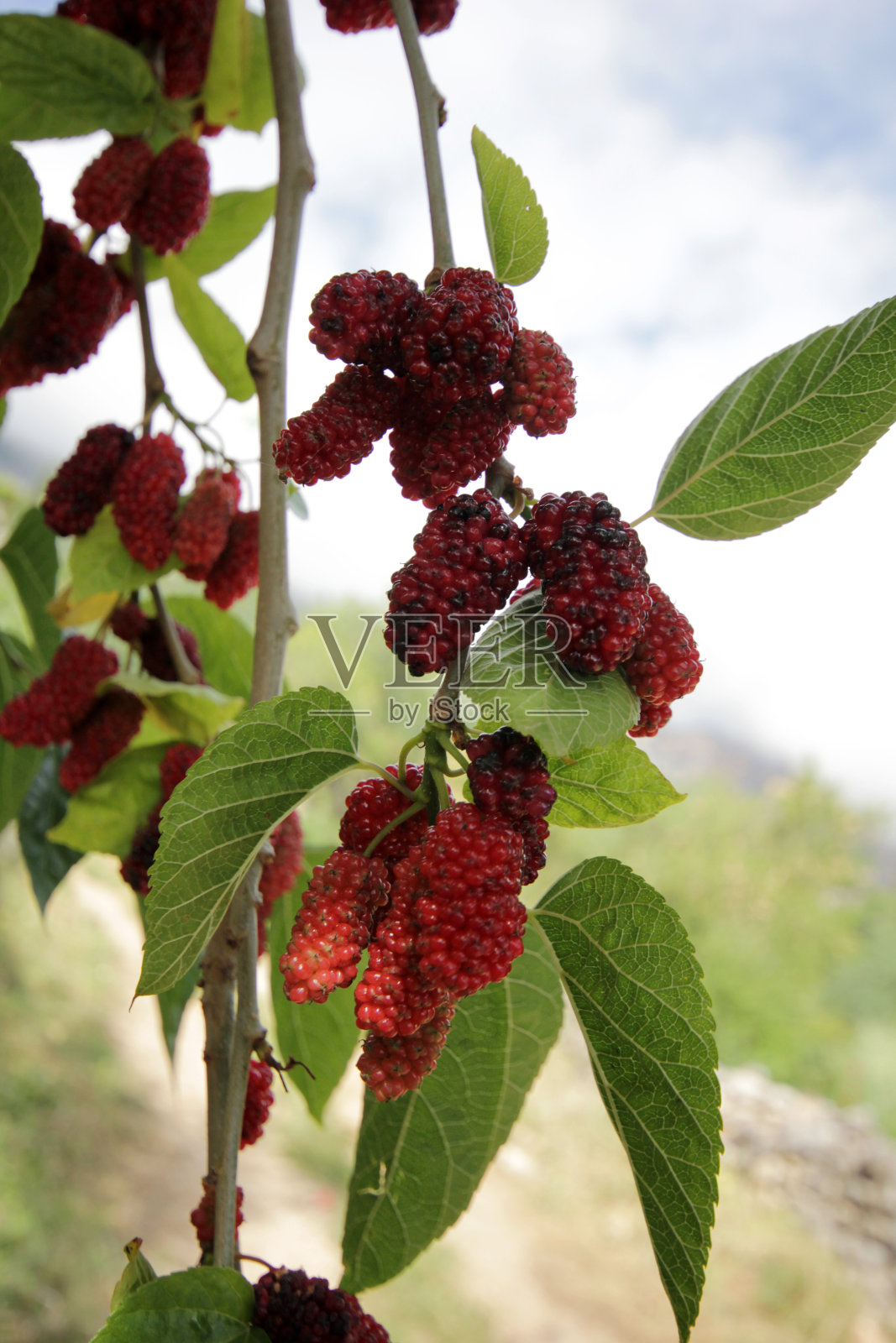 桑照片摄影图片