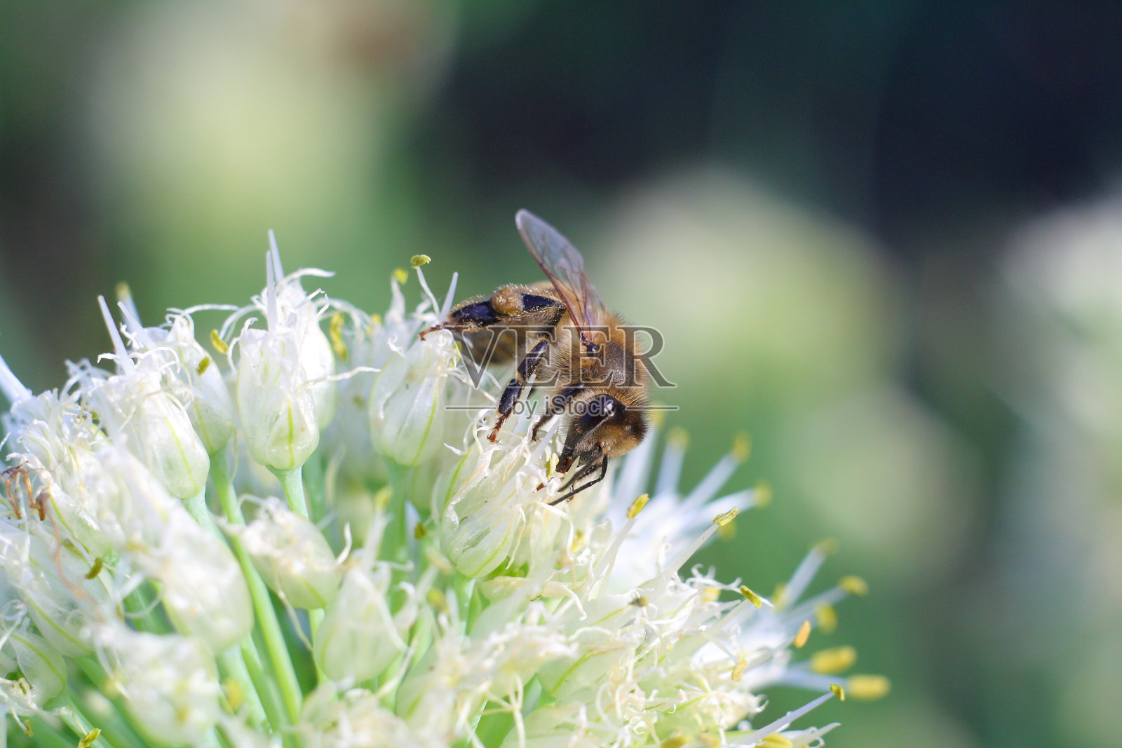 蜜蜂在白花上采集花粉照片摄影图片