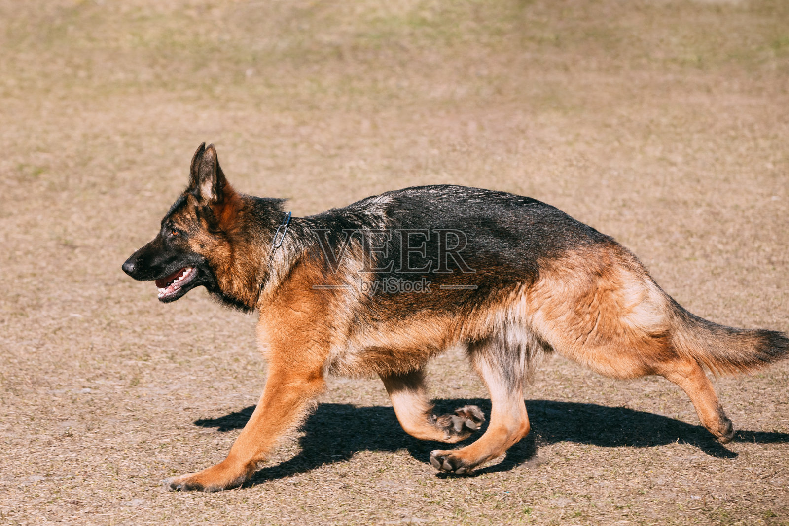 德国牧羊犬奔跑。阿尔萨斯的狼狗照片摄影图片