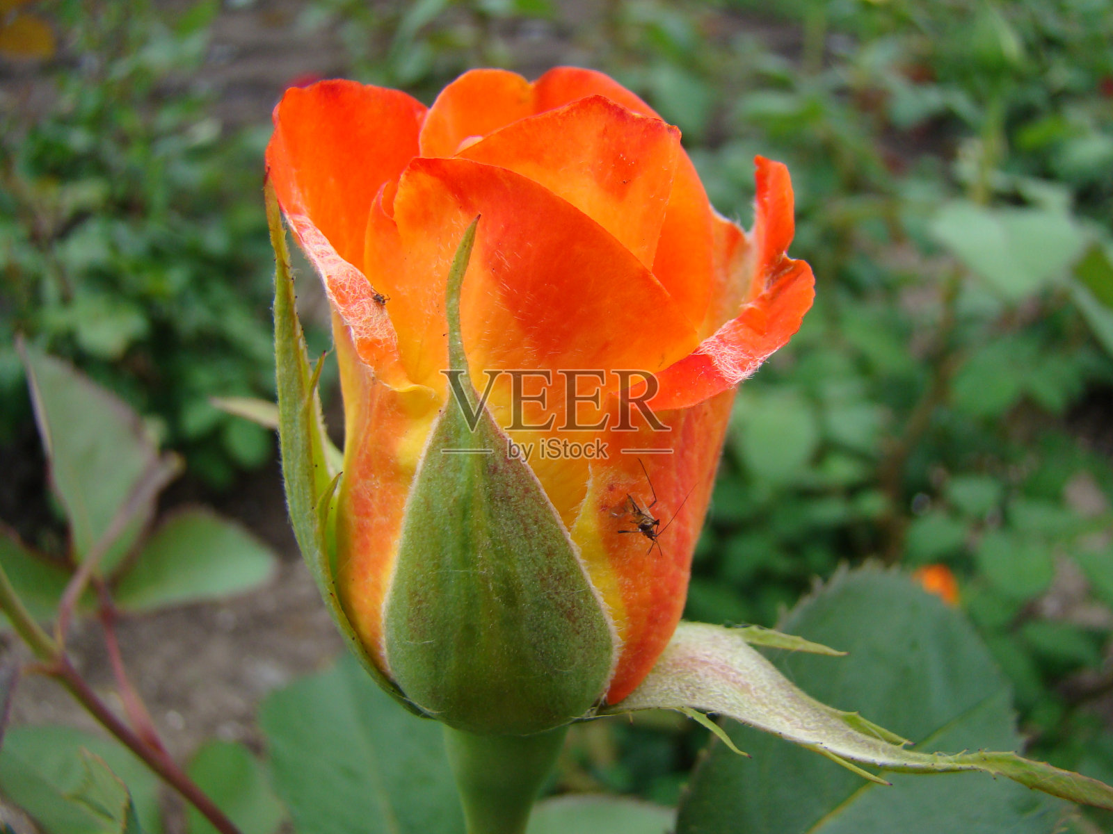 玫瑰照片摄影图片