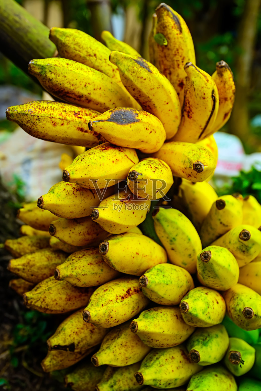 斯里兰卡照片摄影图片