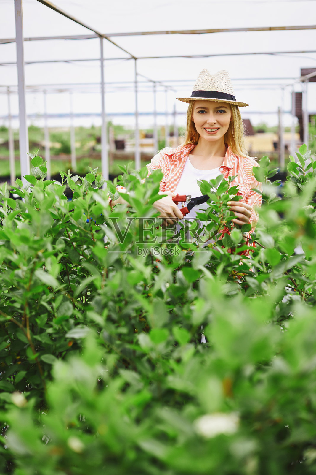 爱护小树照片摄影图片