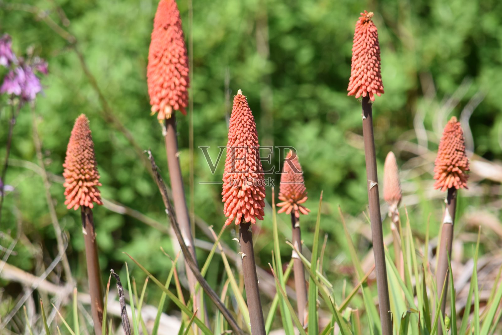 红扑克照片摄影图片