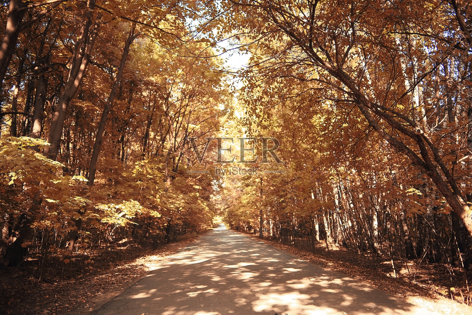秋天的公园景观树木与黄色的树叶照片摄影图片
