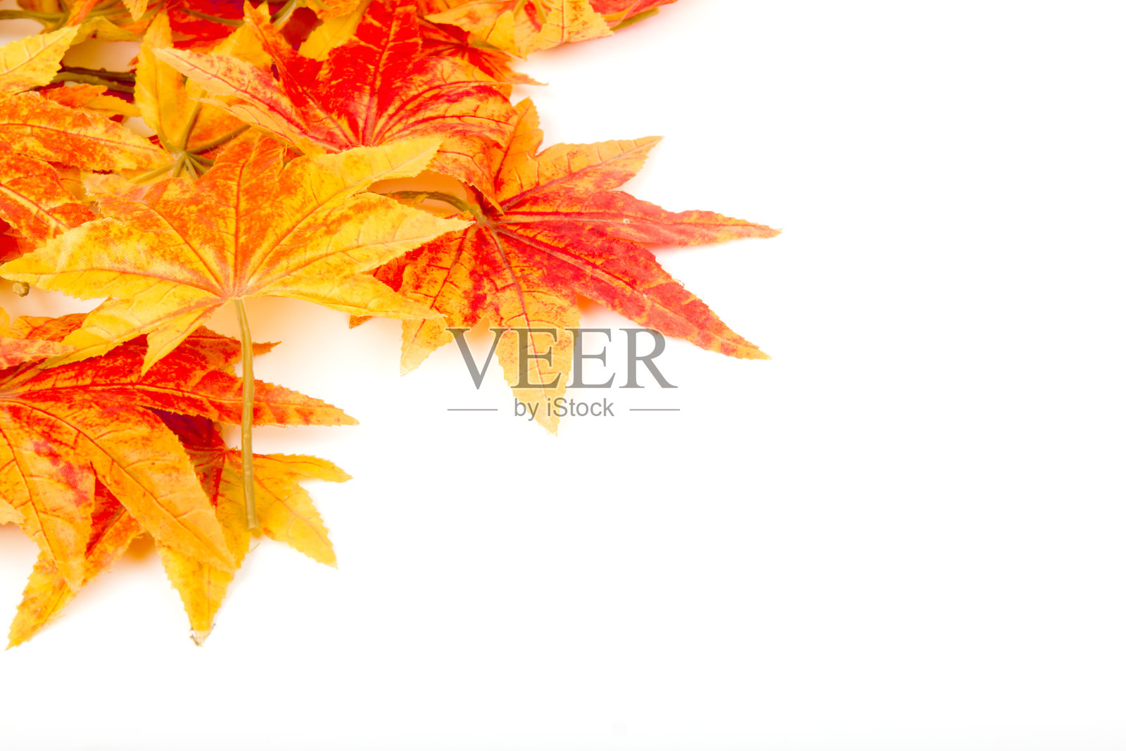 人工孤立的枫叶上一片白色照片摄影图片