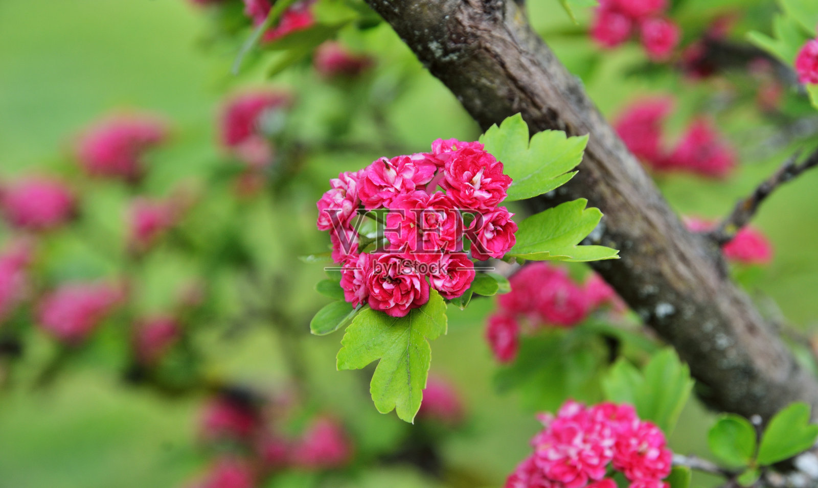 荆棘树开花的枝条照片摄影图片