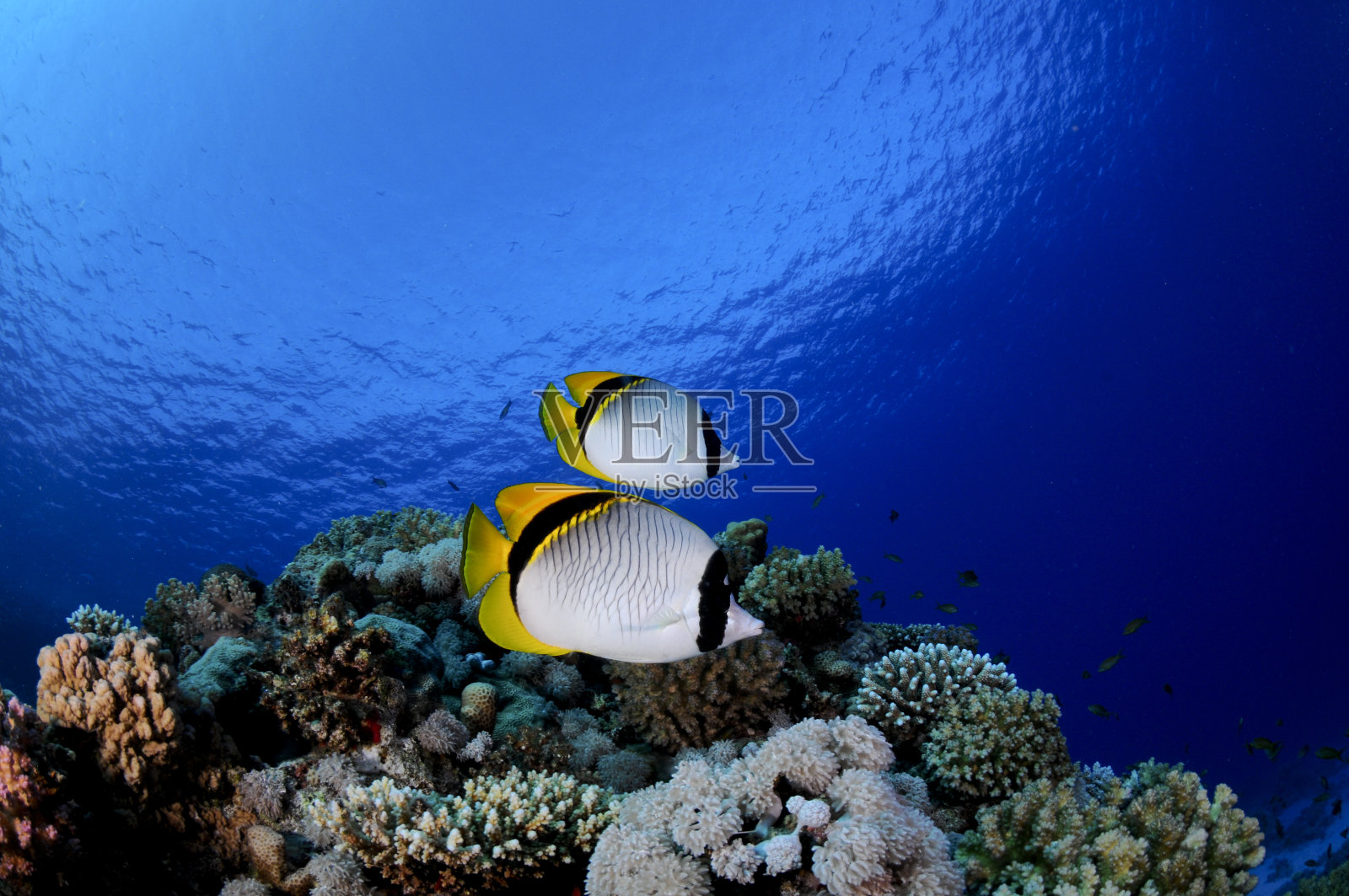 蝴蝶鱼照片摄影图片